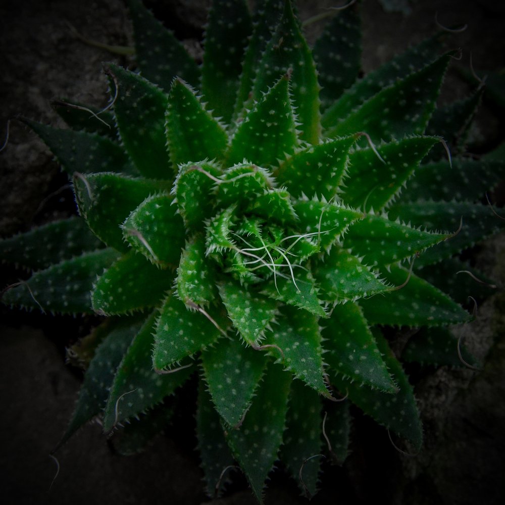 Photograph by Mulyanto Syafridel