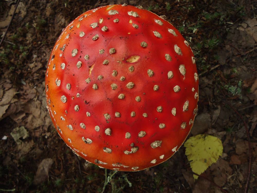 Photograph by Иван Кирилков