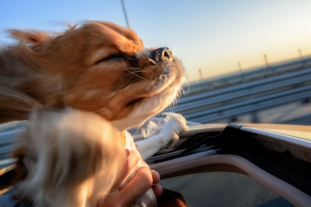 Фотография автора Юлия Кунина