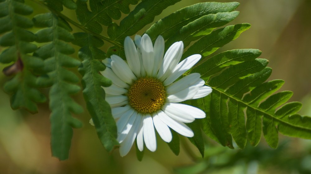 Photograph by Алексей Миронов