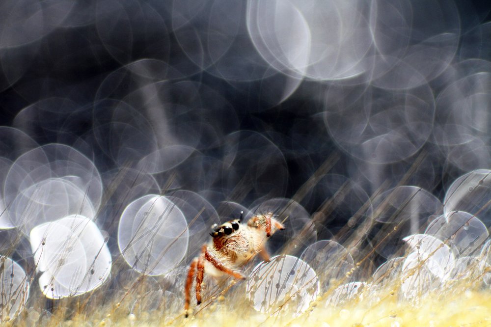 Фотография автора Tutang Hermawan (+62)812 2072-43 Asep