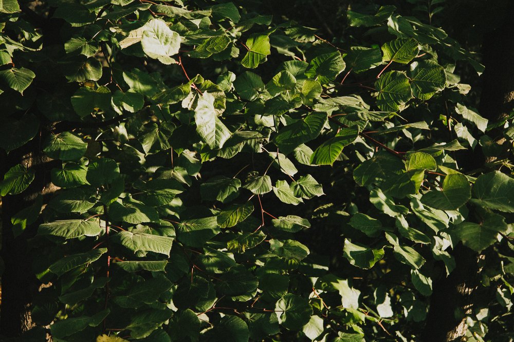 Photograph by Марина Скворцова