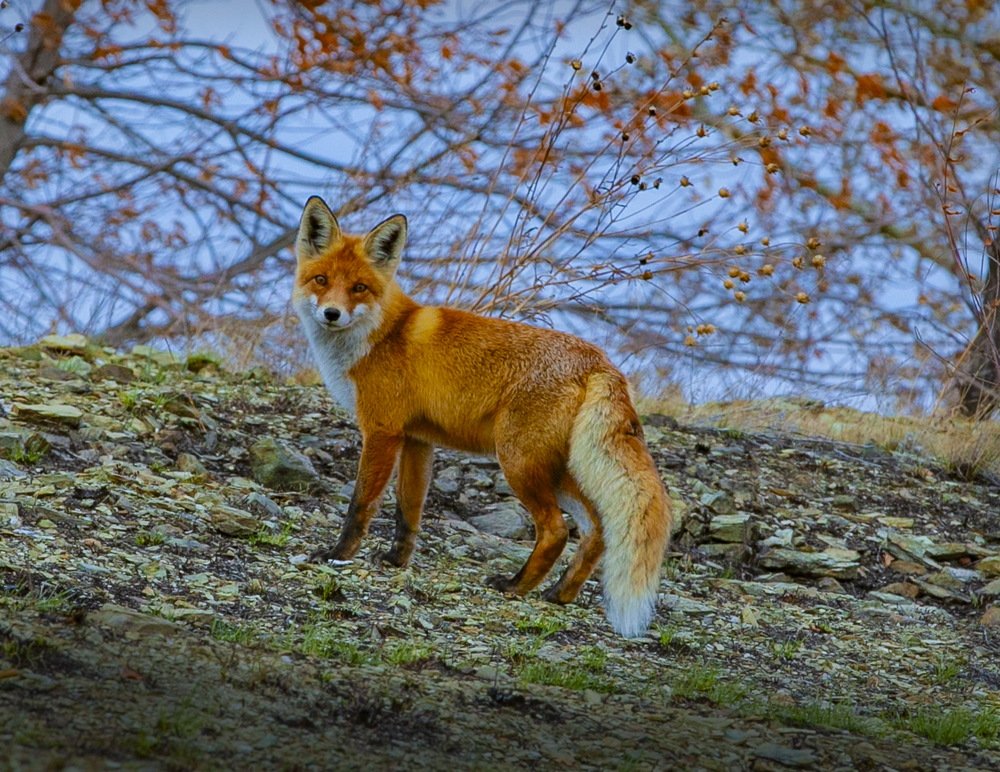 Photograph by петр чиков
