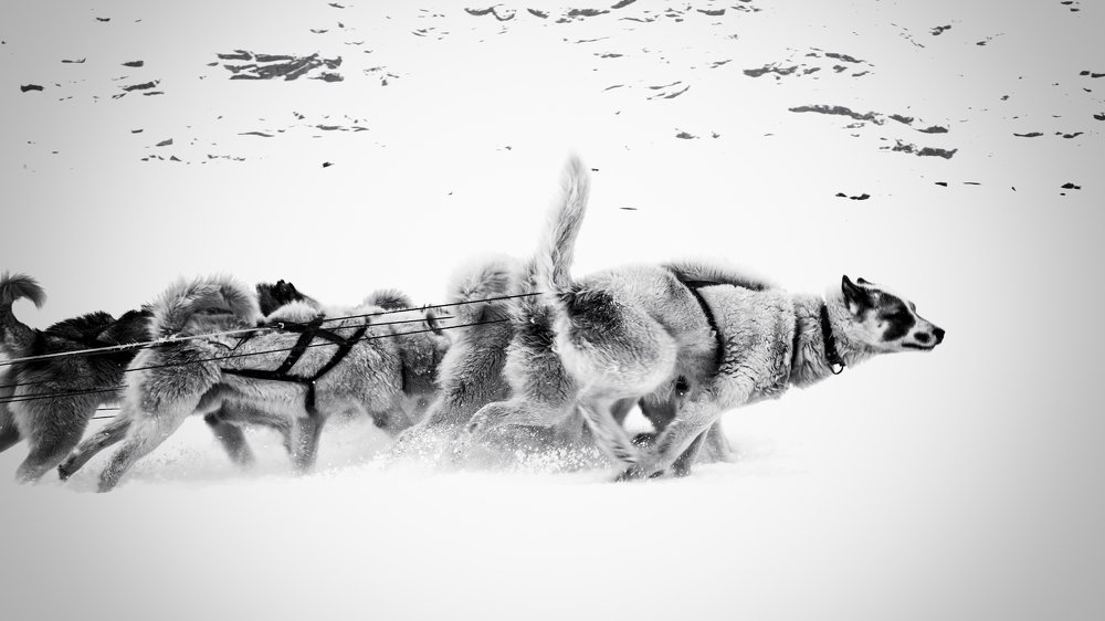 Sled Dogs