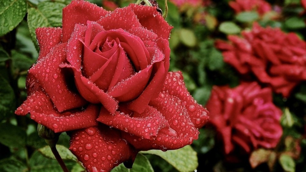 Photograph by Вячеслав Розмин