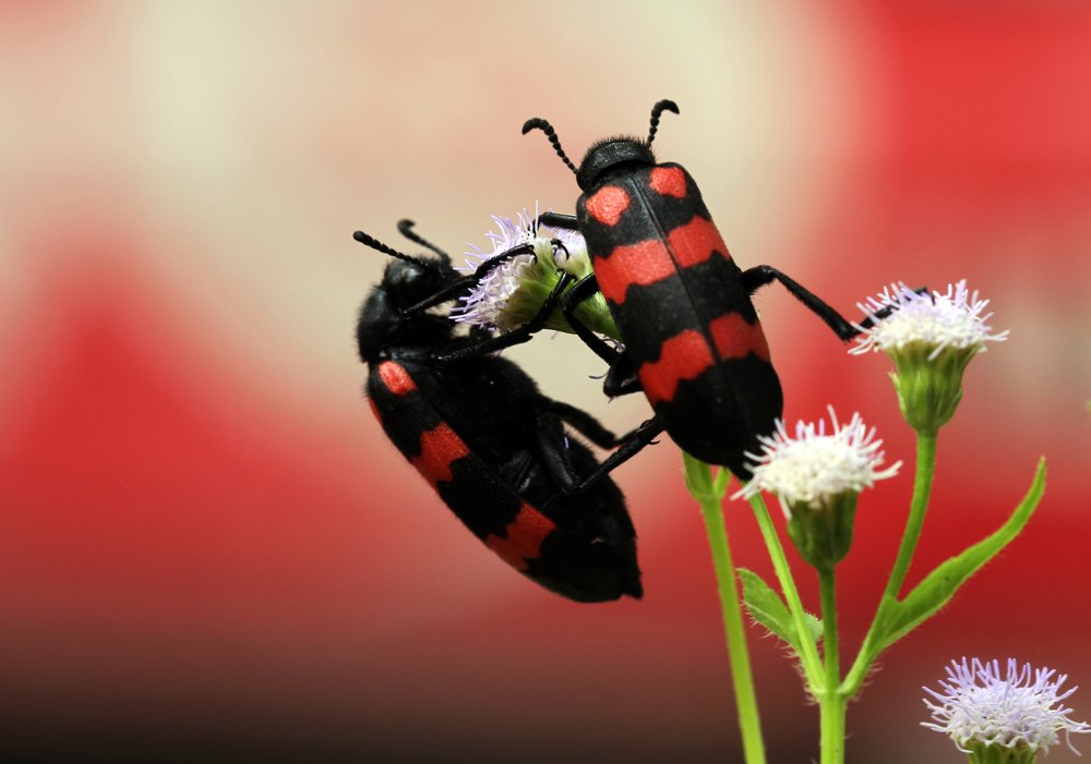 Фотография автора Tutang Hermawan (+62)812 2072-43 Asep