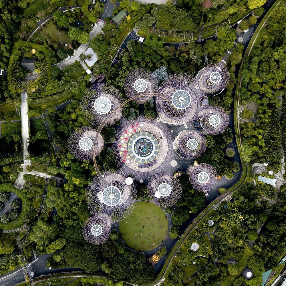 Цветут цветы