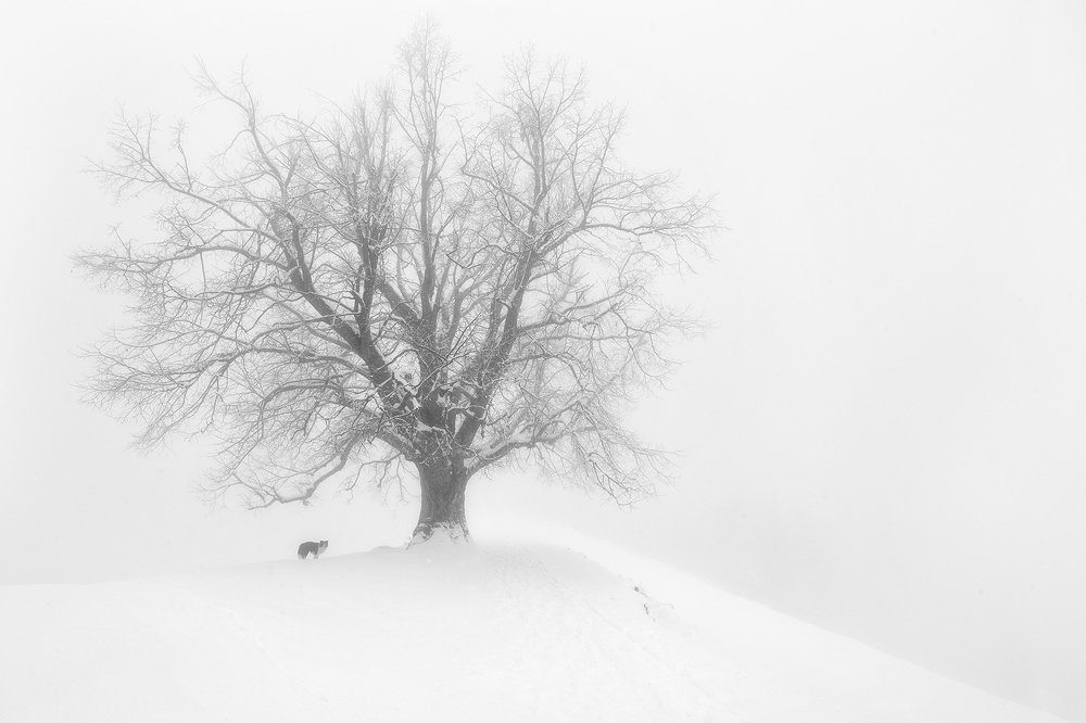 Photograph by Roberto Pavic