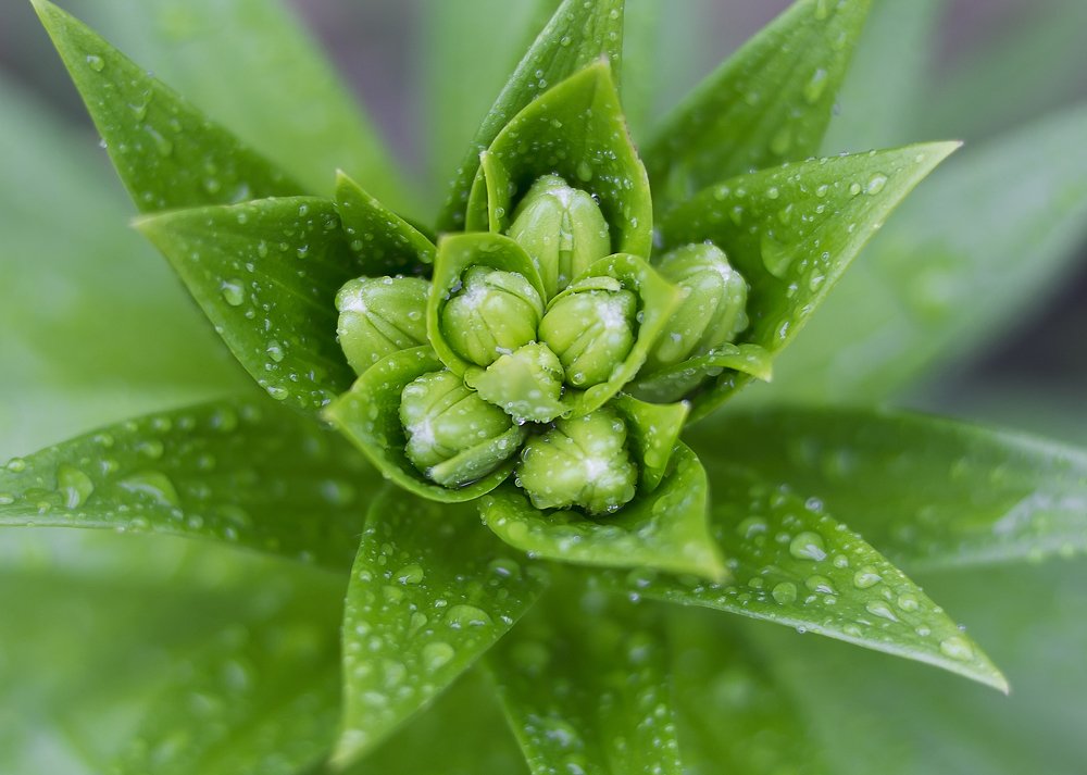 Бутоны лилии