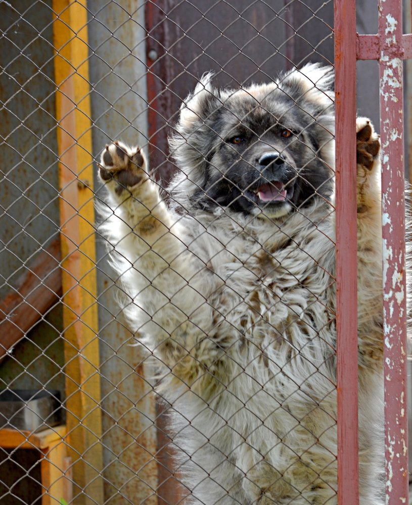 Хочу гулять!