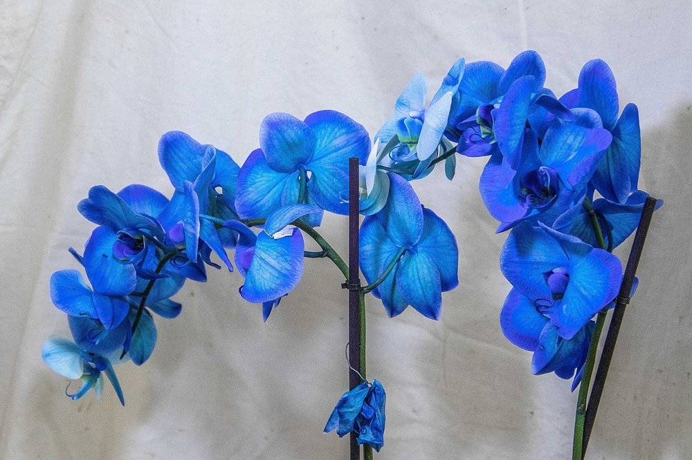 Photograph by Galina Rashap