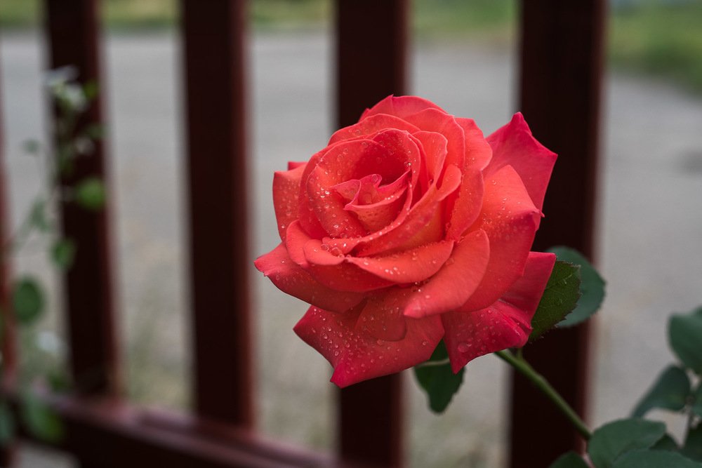 Photograph by Ирина Яук