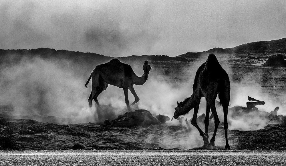 Camels in the Dust