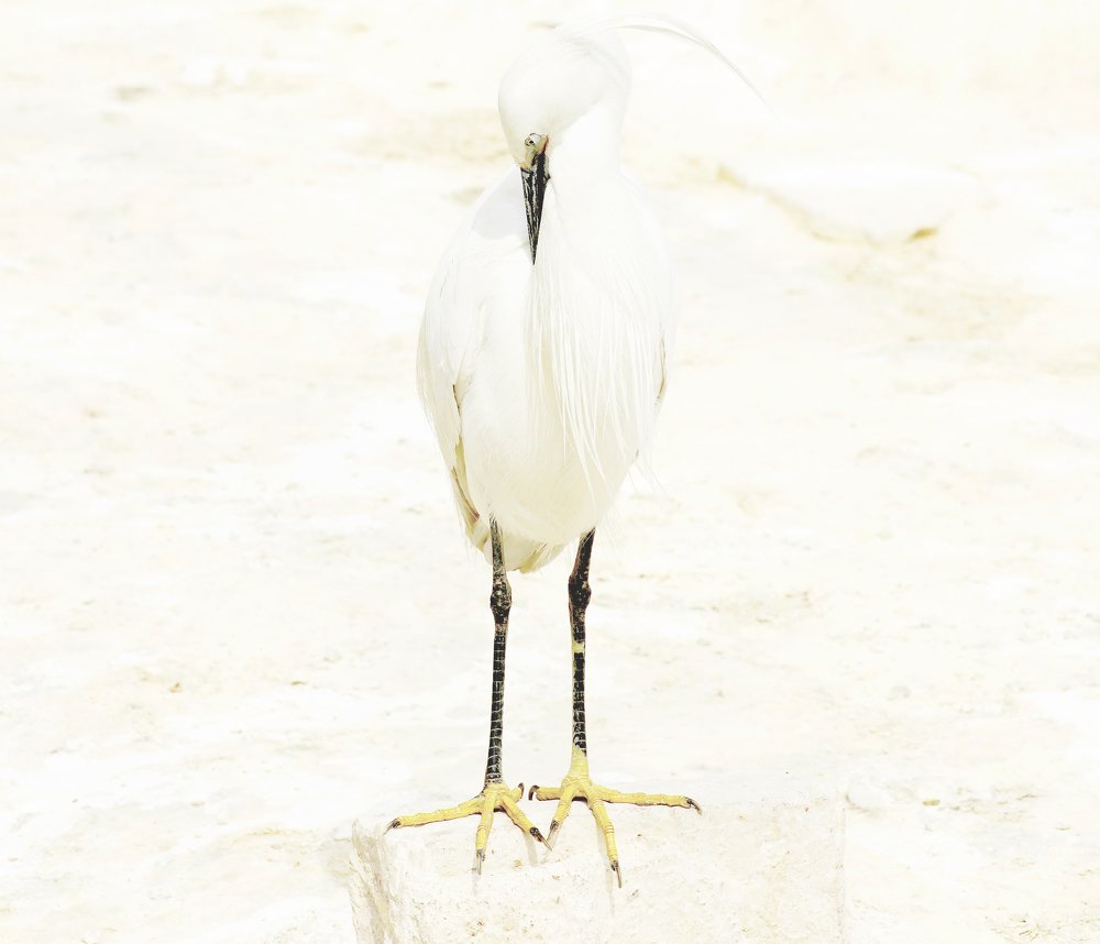 Photograph by 