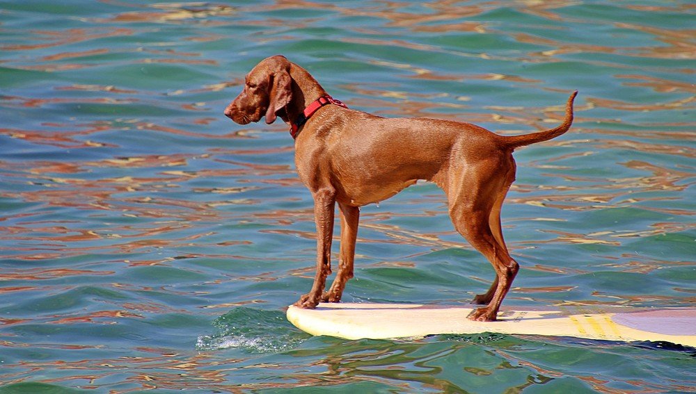 Photograph by Debbie Strauss