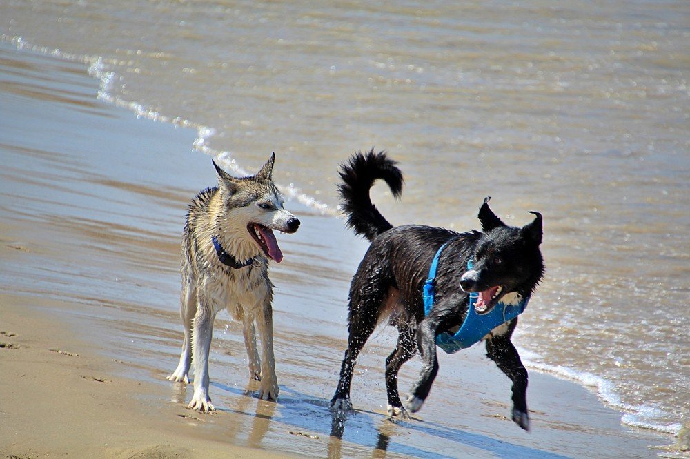 Photograph by Debbie Strauss