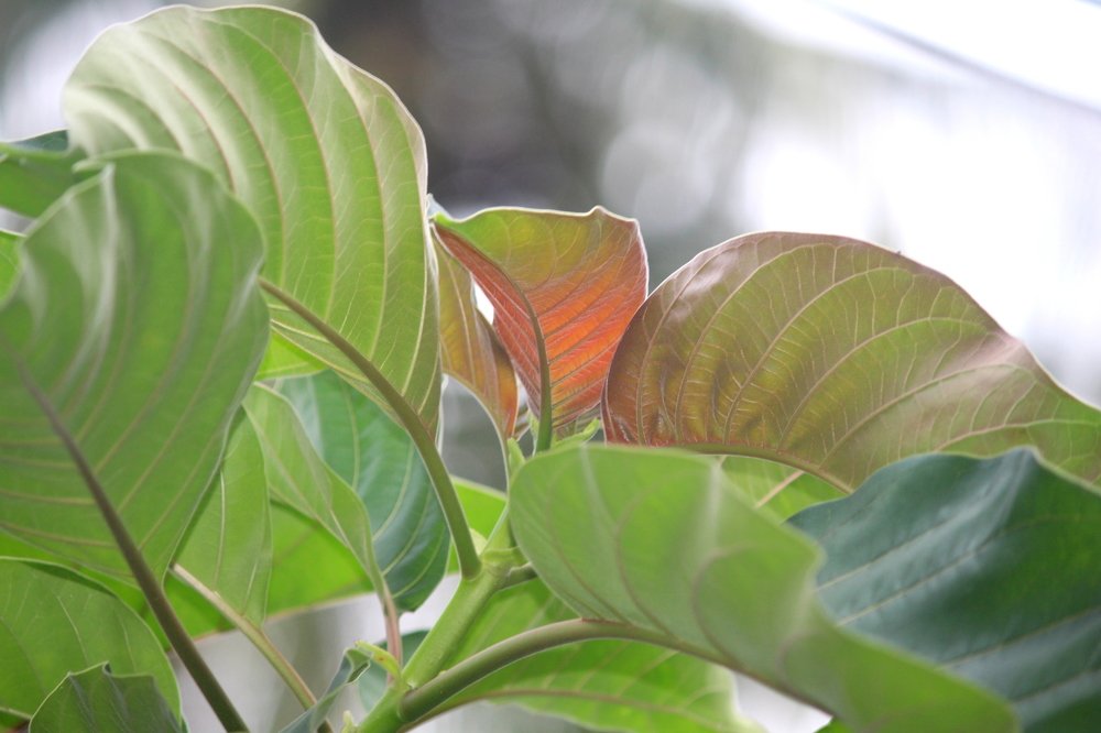 ID: Nature's Beautiful Curvings