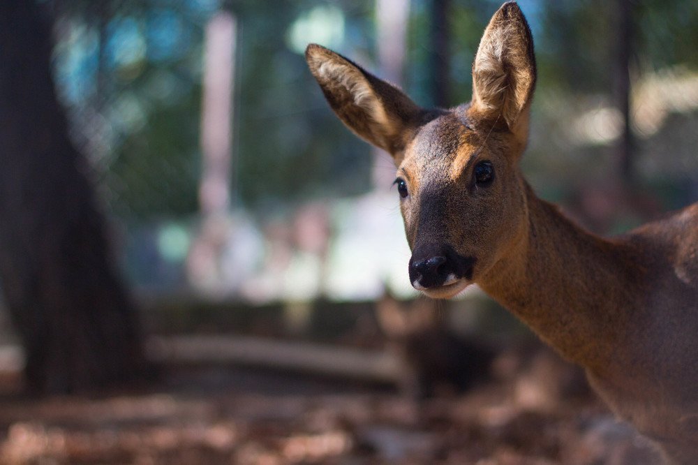 Photograph by Антон