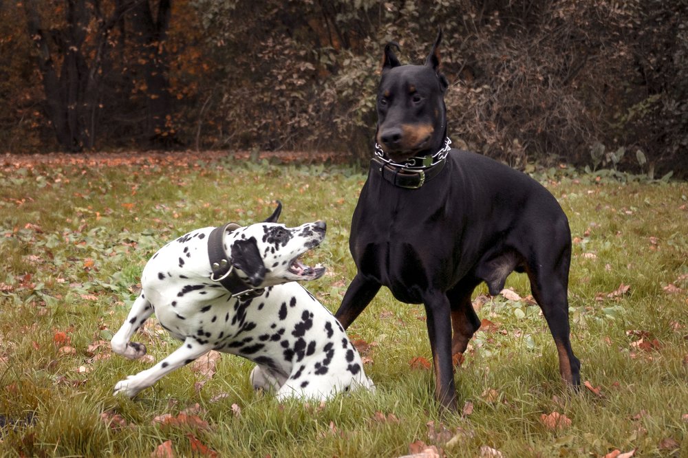 Не рычи, когда жена говорит!
