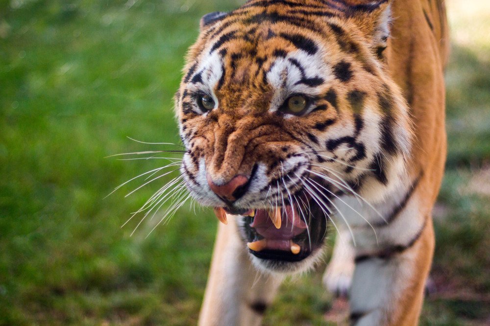 Photograph by Антон