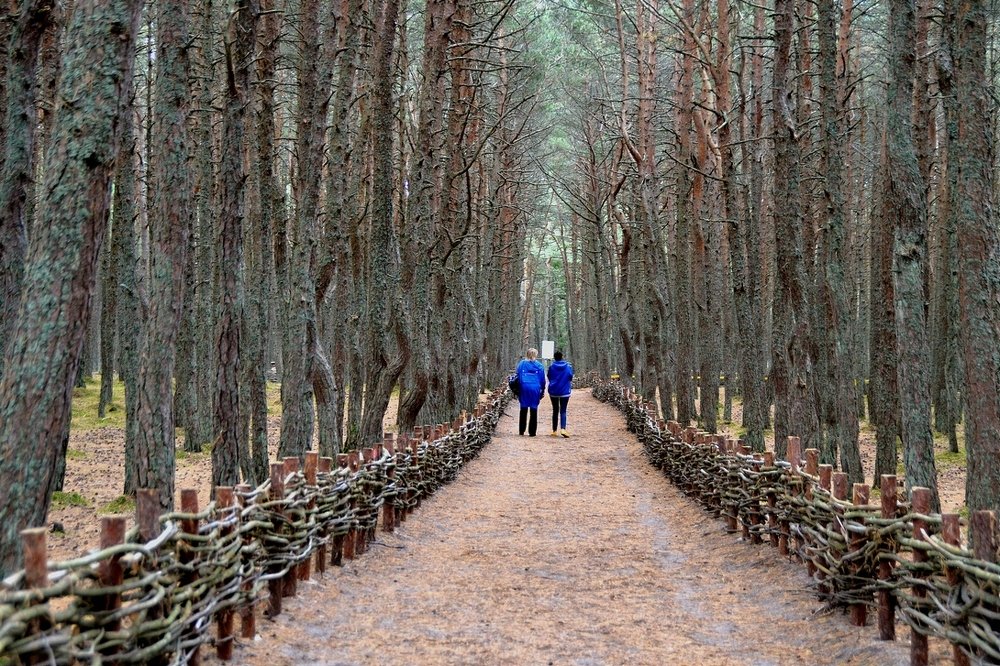 В сосновой аллее.