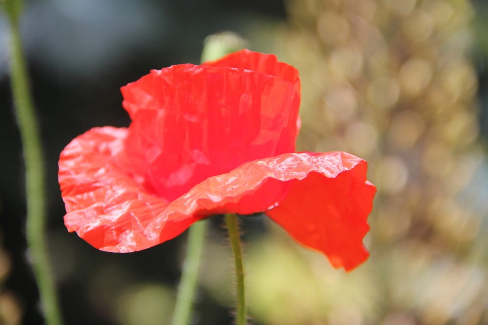 Photograph by Valentyna