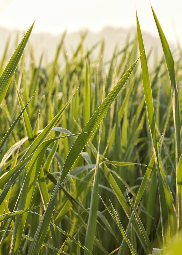 Photograph by Vira Falkina