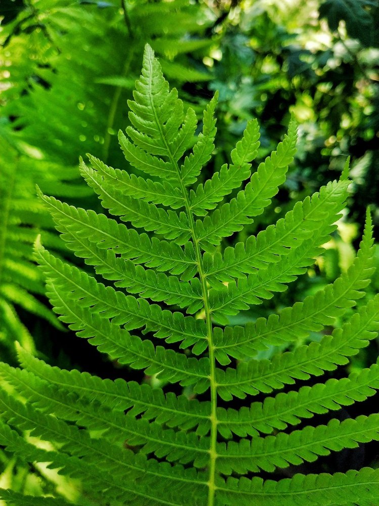 Листья папороти