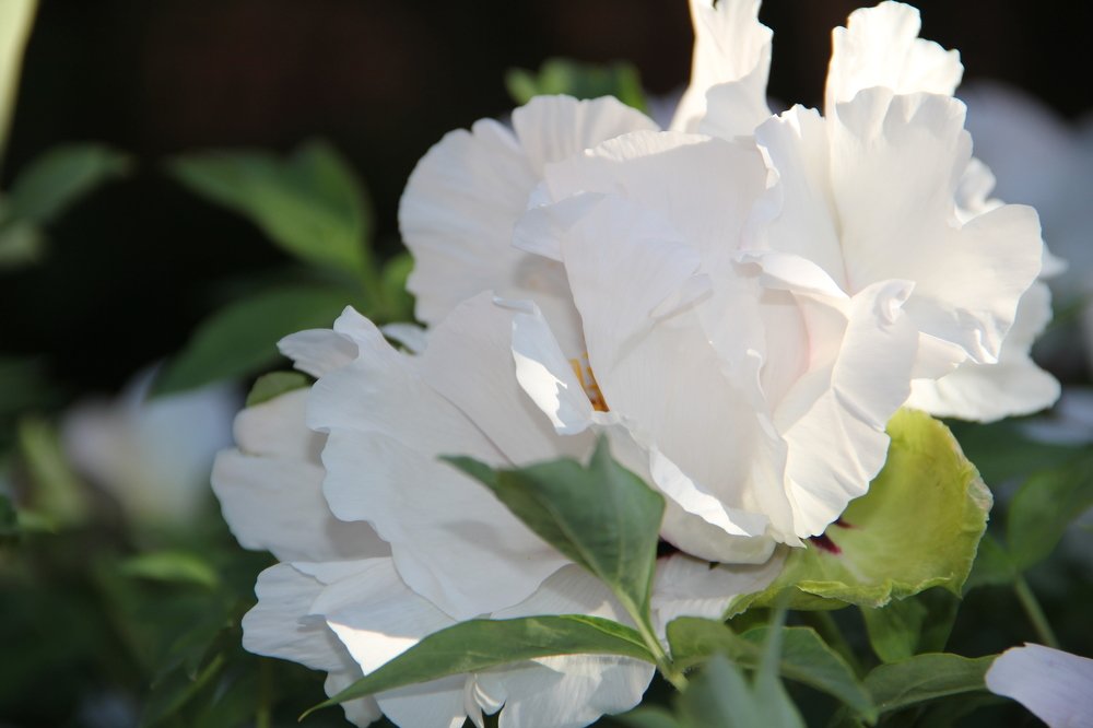 Photograph by Valentyna