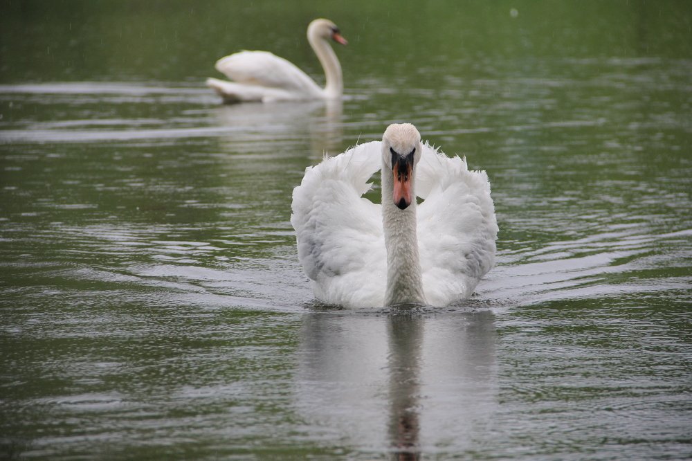 Photograph by Valentyna