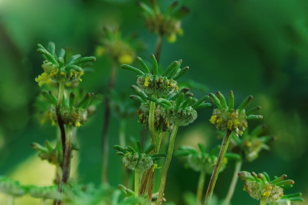 Цветущий лишайник.