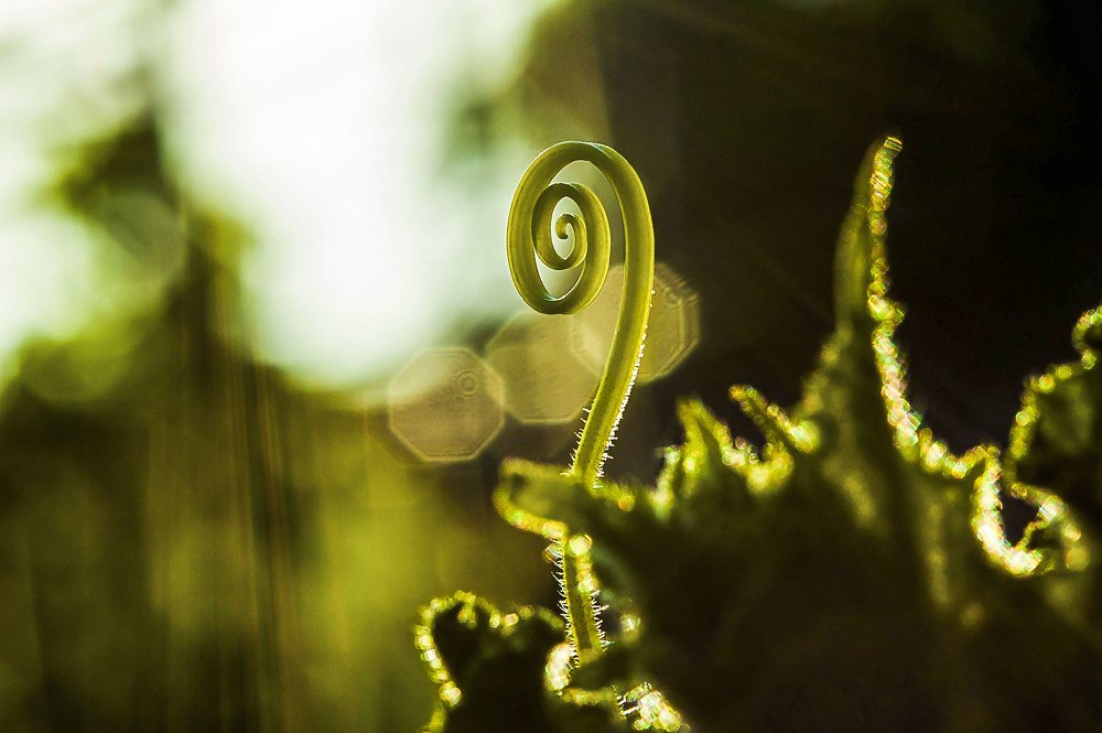 Стремление