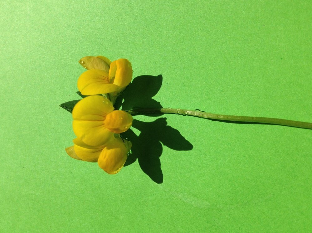 Цветочек леденец с городского Сквера Счастливой семьи