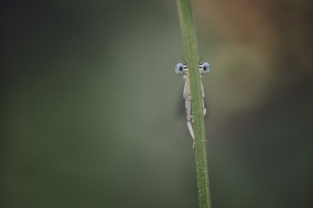 Photograph by Nicolae Fanurie Chirobocea