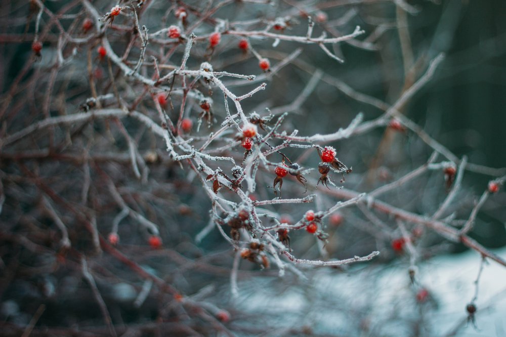 Photograph by Петрова Екатерина