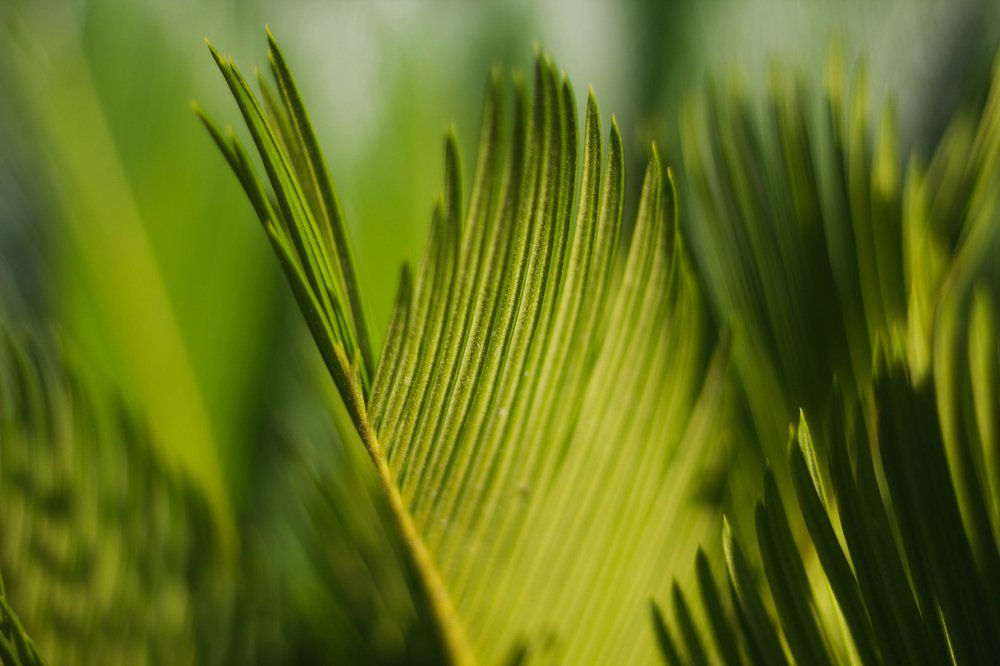 Photograph by Петрова Екатерина