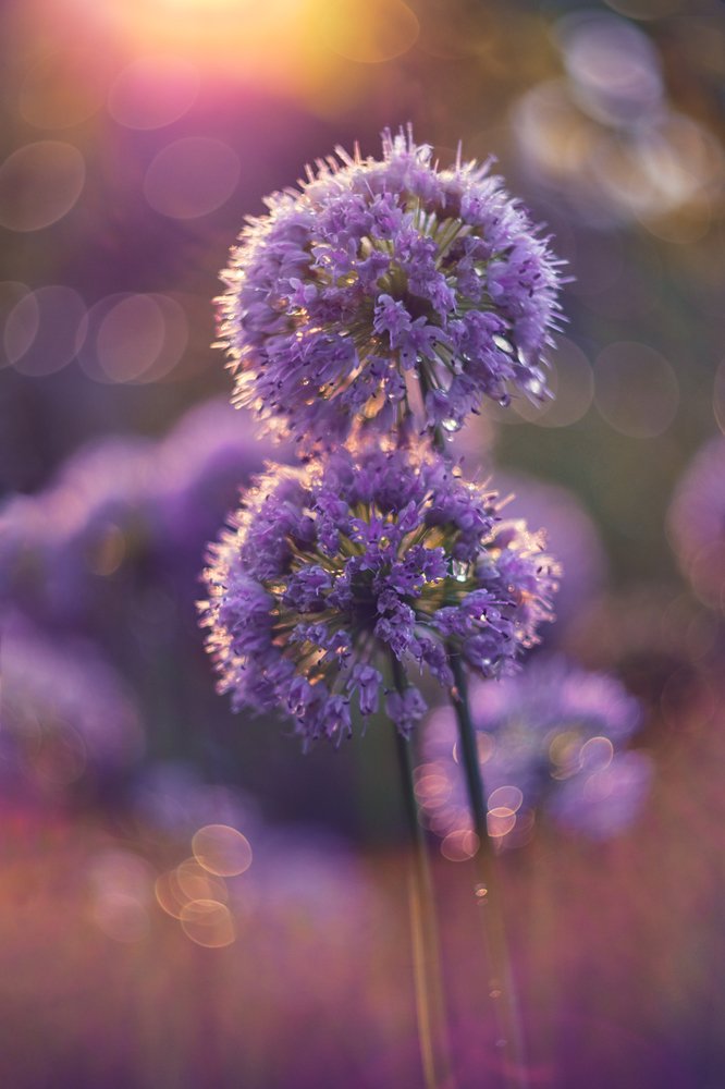 Photograph by Никанорова Ольга