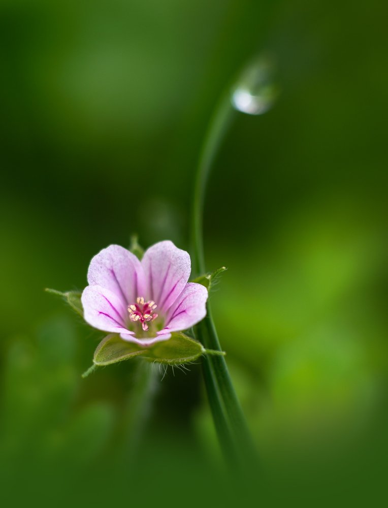 Photograph by Никанорова Ольга