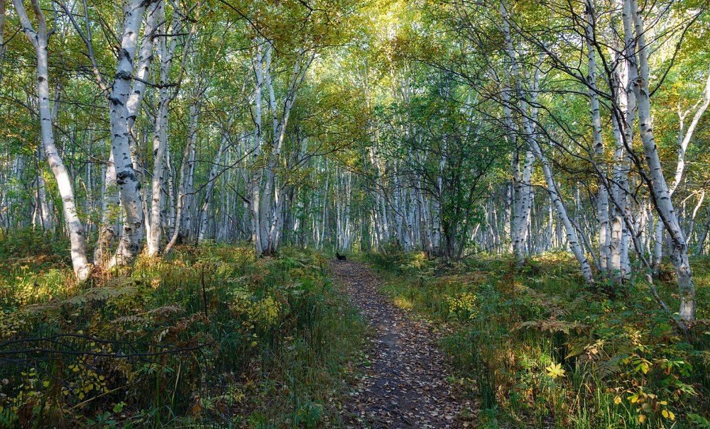 Photograph by Александр Максин