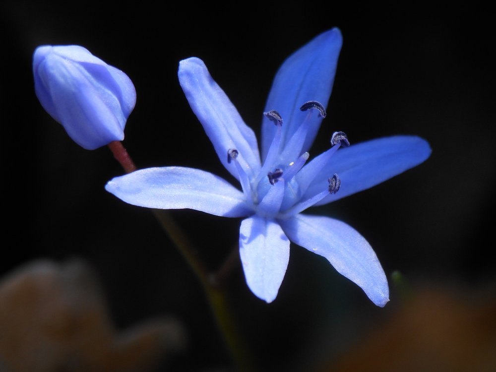blue flower