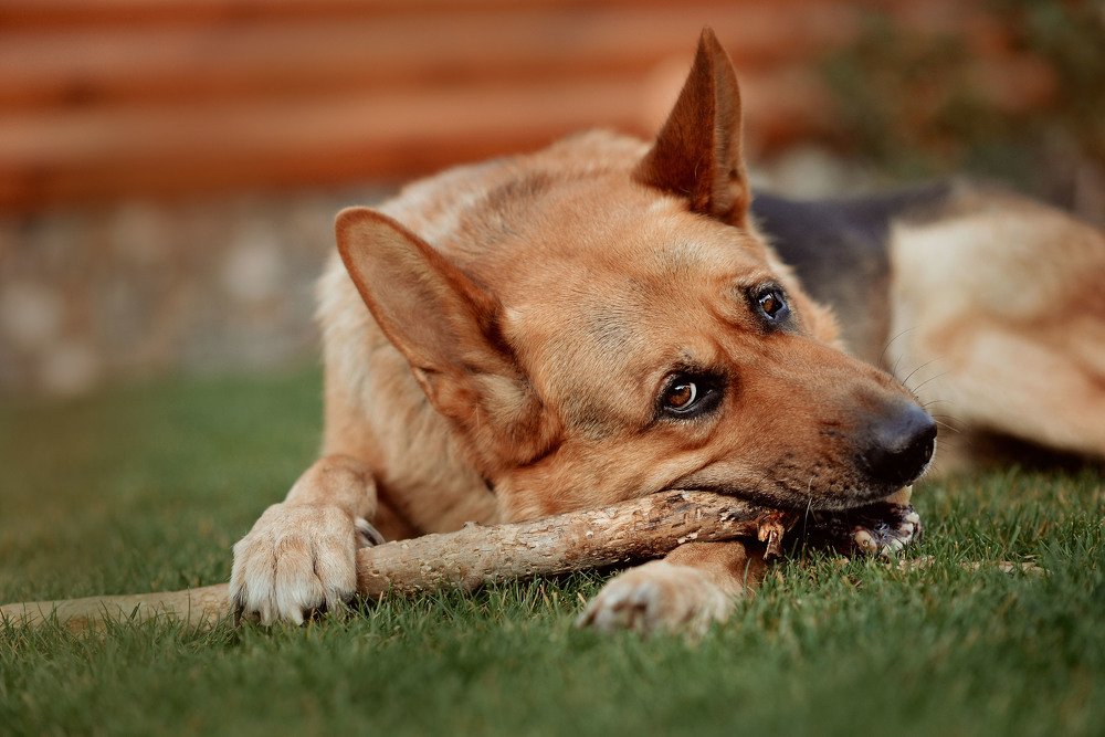 Photograph by Наталья Кошевая