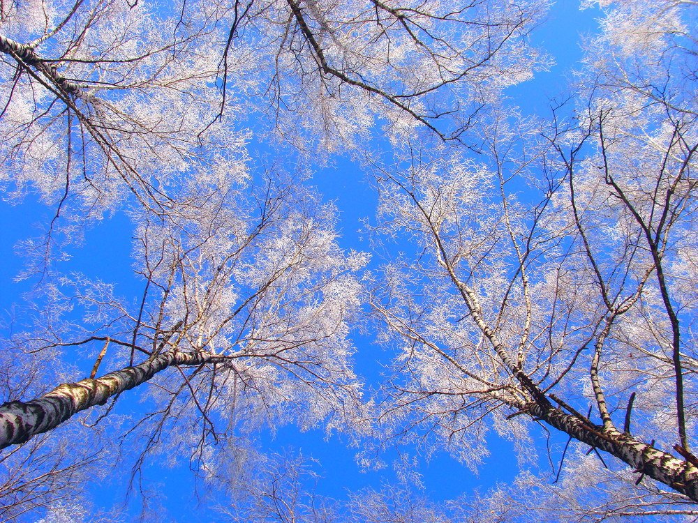 Photograph by Алька Вереск