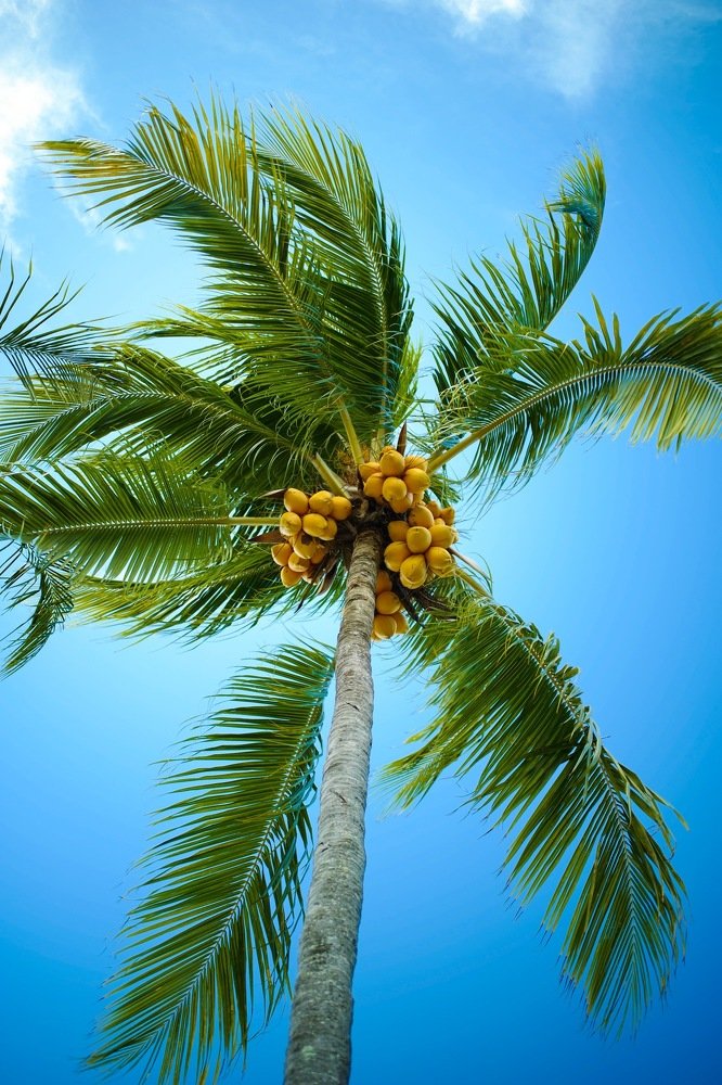 Coconut Tree in Paradise