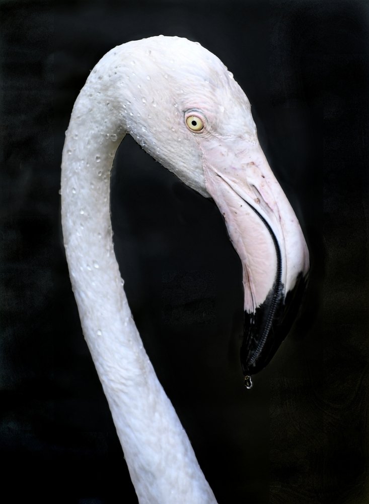 Photograph by Adl Abdolahi