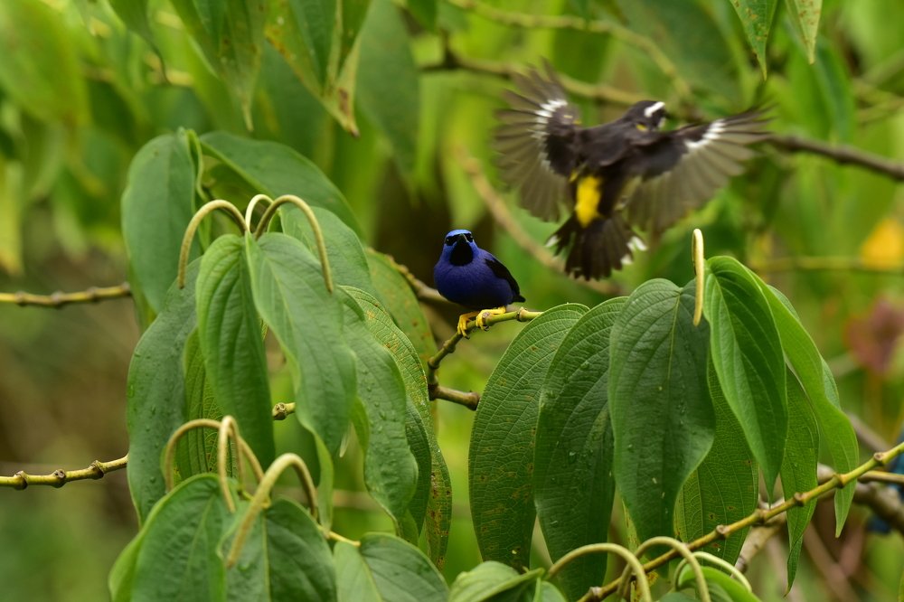 STEALING THE SPOT LIGHT