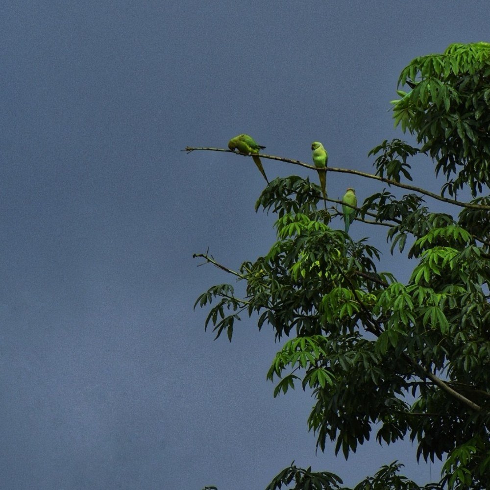 Shades of combination_contrast