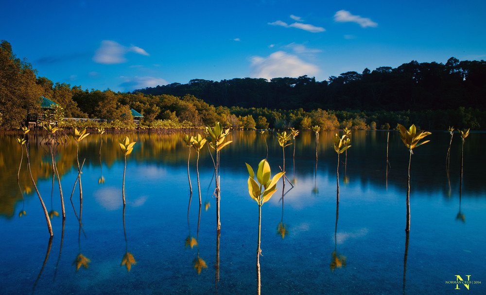 Photograph by Norman Celis