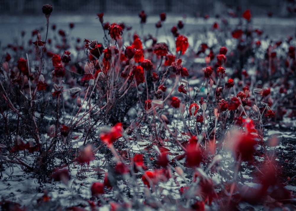 краски осени