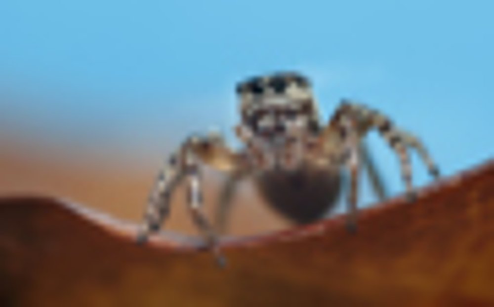 Photograph by Norman Celis