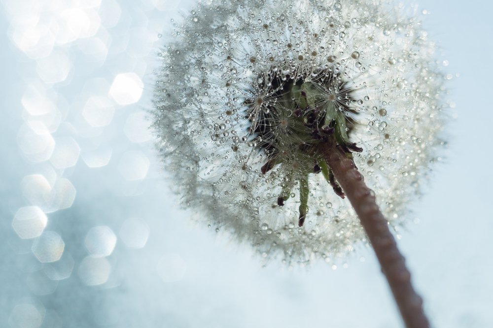 Фотография автора Мария Александрова